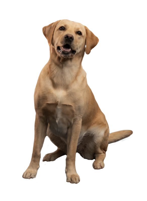 Frida, die Labrador-Hündin von Team Tatex